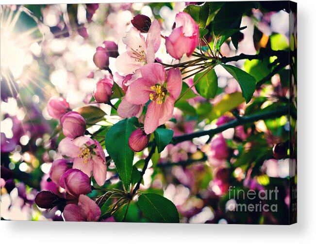 Cherry Blossom Acrylic Print featuring the photograph Cherry Blossom by Gwen Gibson