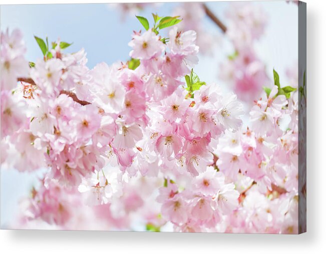 Outdoors Acrylic Print featuring the photograph Cherry Blossom by Tomml