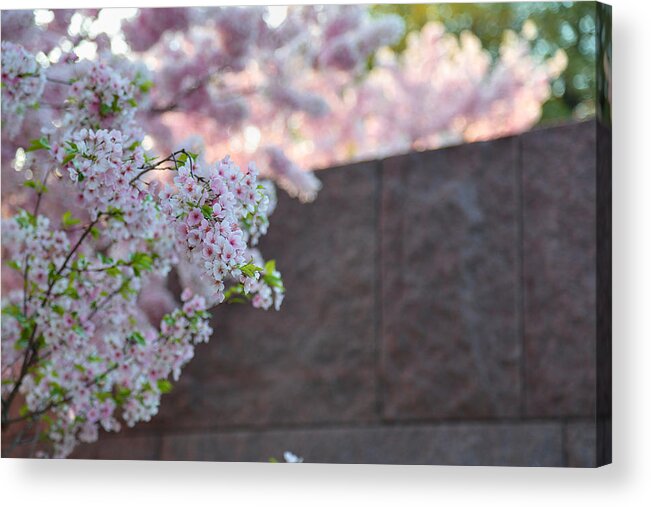 Architectural Acrylic Print featuring the photograph Cherry Blossoms 2013 - 066 by Metro DC Photography