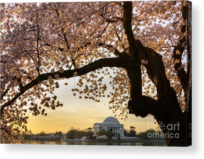 American Culture Acrylic Print featuring the photograph Cherry blossoms frame the Jefferson Memorial by Oscar Gutierrez