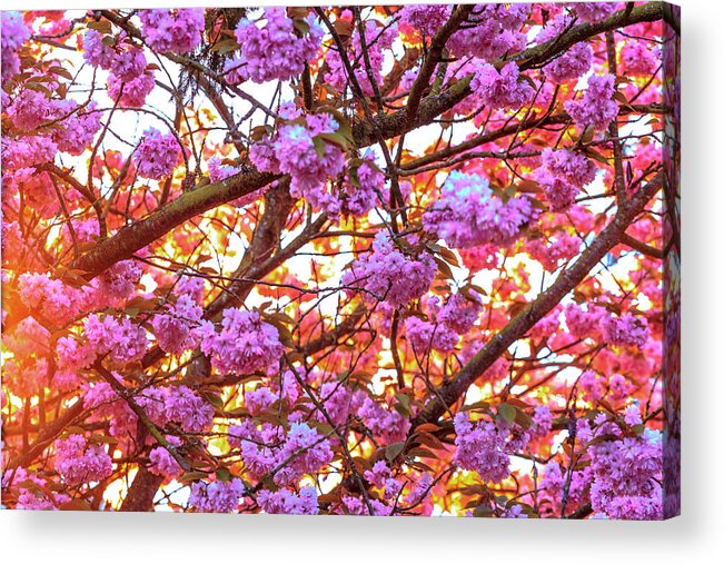 Background Acrylic Print featuring the photograph Cherry Blossoms In Full Bloom At Mill by Stuart Westmorland