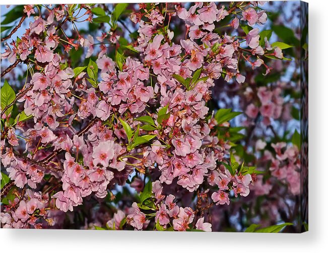 America Acrylic Print featuring the photograph Cherry Blossoms in Our Nation's Capital by Mitchell R Grosky
