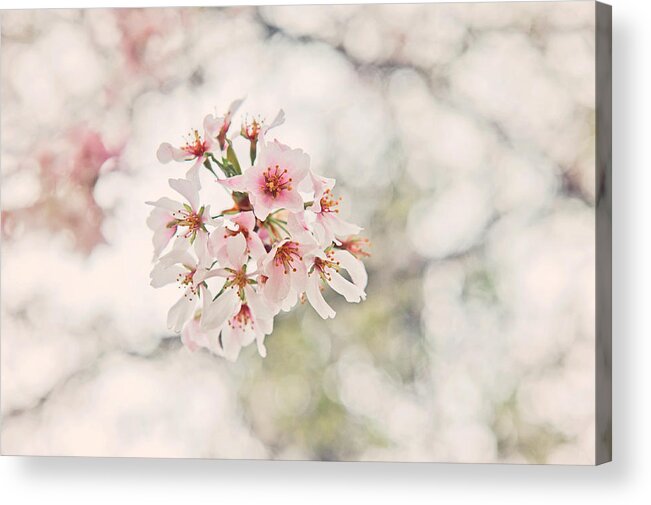 Cherry Blossoms Acrylic Print featuring the photograph Cherry Blossoms by Kelley Nelson