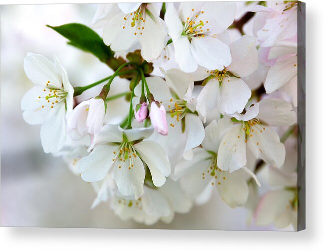 Cherry Blossoms Acrylic Print featuring the photograph Cherry Blossoms No. 9123 by Georgette Grossman