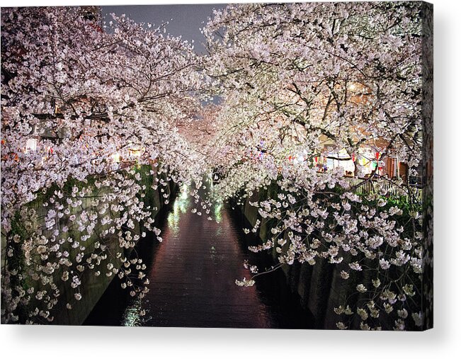 Outdoors Acrylic Print featuring the photograph Cherry Blossoms Trees Across The by By Cads