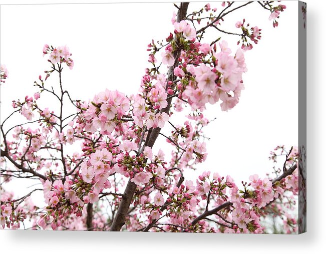 America Acrylic Print featuring the photograph Cherry Blossoms - Washington DC - 0113127 by DC Photographer
