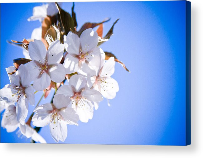 Flowers Acrylic Print featuring the photograph Cherry tree Blossoms Close up by Raimond Klavins