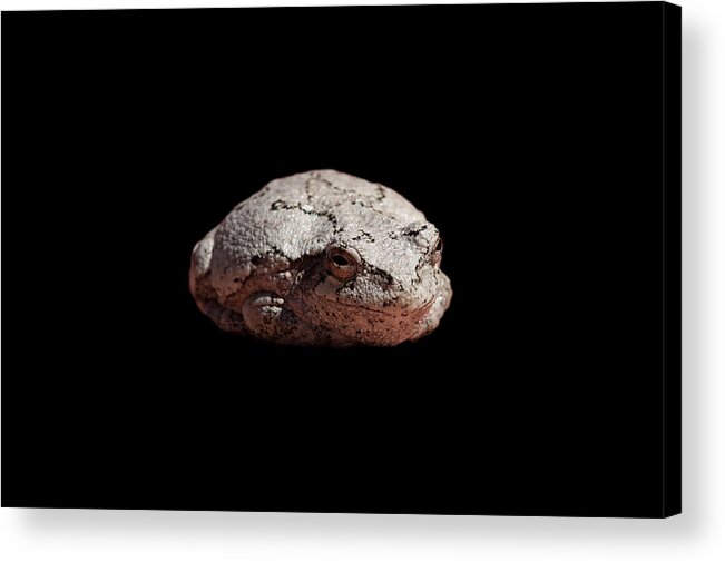 Toad Acrylic Print featuring the photograph Cheshire Toad by Paul Johnson