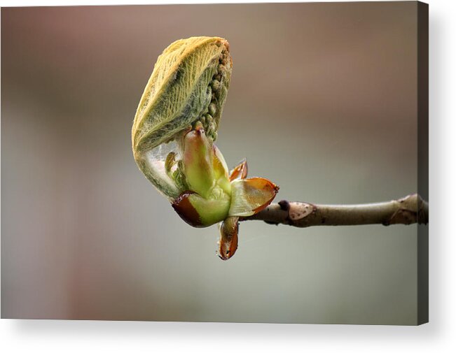 Nature Acrylic Print featuring the photograph Chestnutbud by Jolly Van der Velden