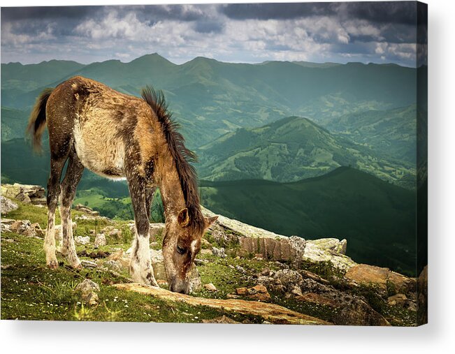 Horse Acrylic Print featuring the photograph Cheval De La Rhune Le Pottok by Oeildeprimate Photographe