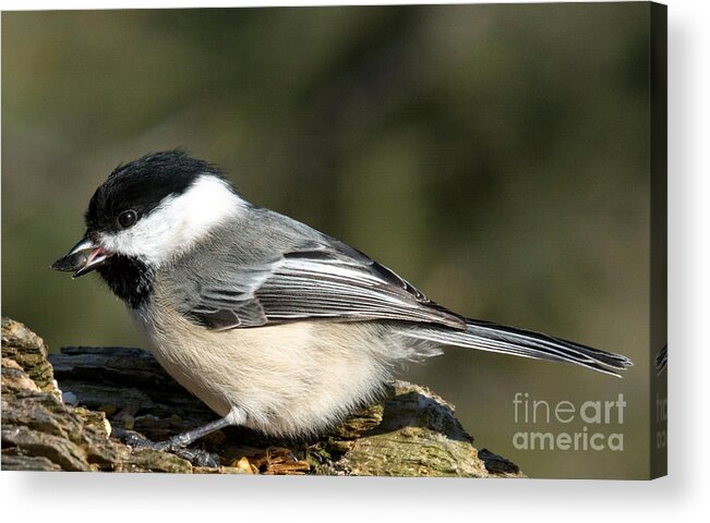 Tongue Acrylic Print featuring the photograph Chickadee with prize by Cheryl Baxter