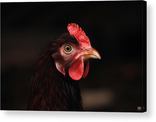 Chicken Acrylic Print featuring the photograph Chicken by John Meader