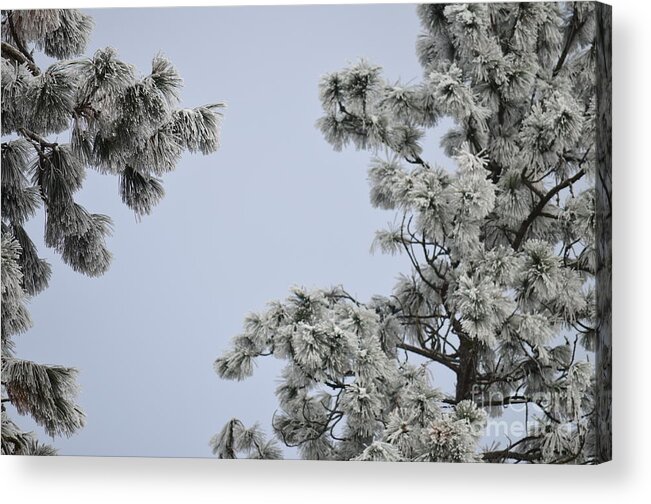 Patzer Acrylic Print featuring the photograph Chill Tree by Greg Patzer