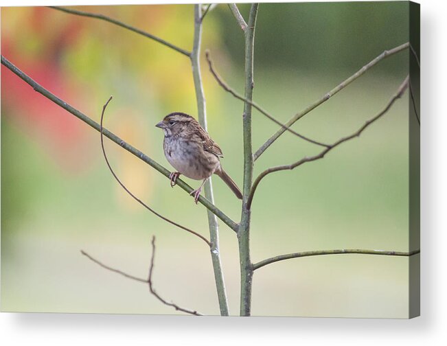 White Throated Sparrow Acrylic Print featuring the photograph Chillin' by Cathy Kovarik