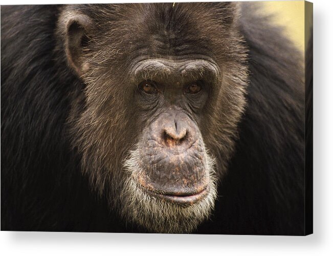 Feb0514 Acrylic Print featuring the photograph Chimpanzee Male Portrait by Gerry Ellis