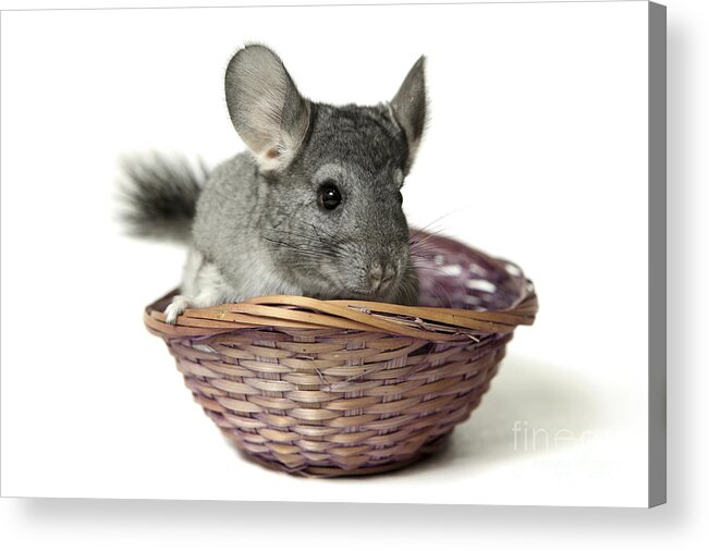 Chinchilla Acrylic Print featuring the photograph Chinchilla in a straw basket by Yedidya yos mizrachi