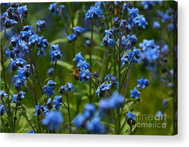 Chinese Forget Me Nots And Honey Bee Acrylic Print featuring the photograph Chinese Forget Me Nots and Honey Bee by Byron Varvarigos