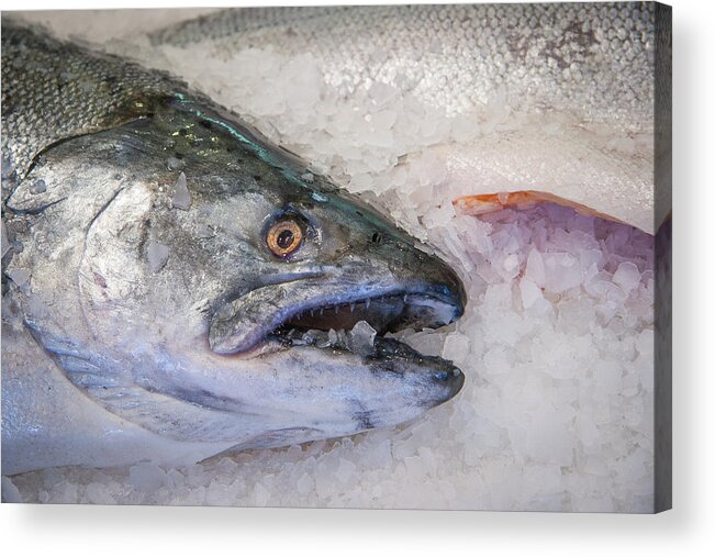 Seattle Acrylic Print featuring the photograph Chinook Salmon by Roger Mullenhour