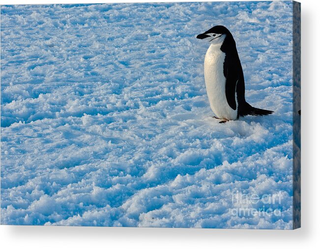 Antarctica Acrylic Print featuring the photograph Chinstrap Penguin by John Shaw