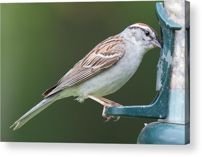 Birdfeeder Visitors Acrylic Print featuring the photograph Chipping Sparrow by Kristin Hatt