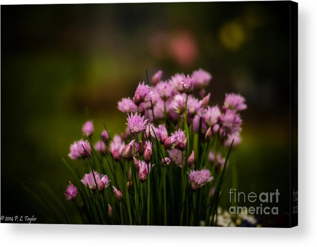 Floral Acrylic Print featuring the photograph Chives by Pamela Taylor