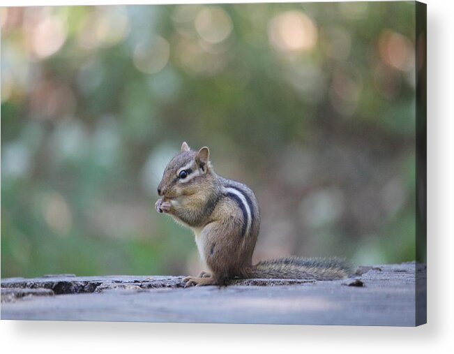 Chipmunk Acrylic Print featuring the photograph Chowing Chipmunk by Denise Cicchella