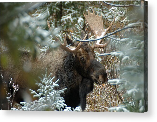 Photography Acrylic Print featuring the photograph Christmas Moose by Lee Kirchhevel