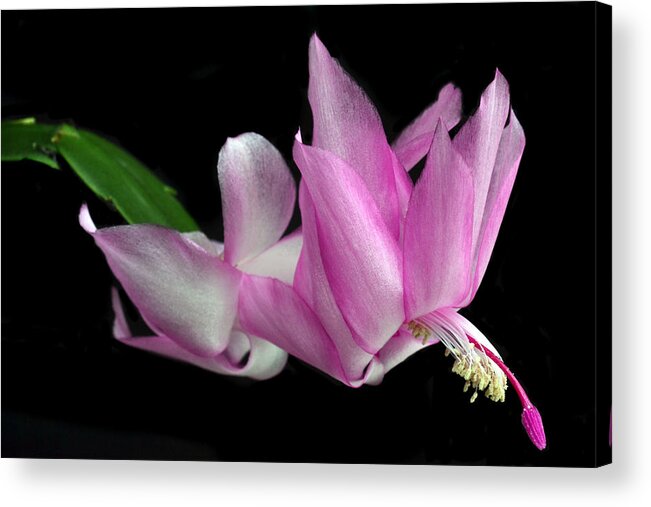 Christmas Cactus Acrylic Print featuring the photograph Christmas Schlumbergera by Terence Davis