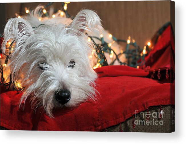 West Highland Terrier Acrylic Print featuring the photograph Christmas Westie by Catherine Reusch Daley