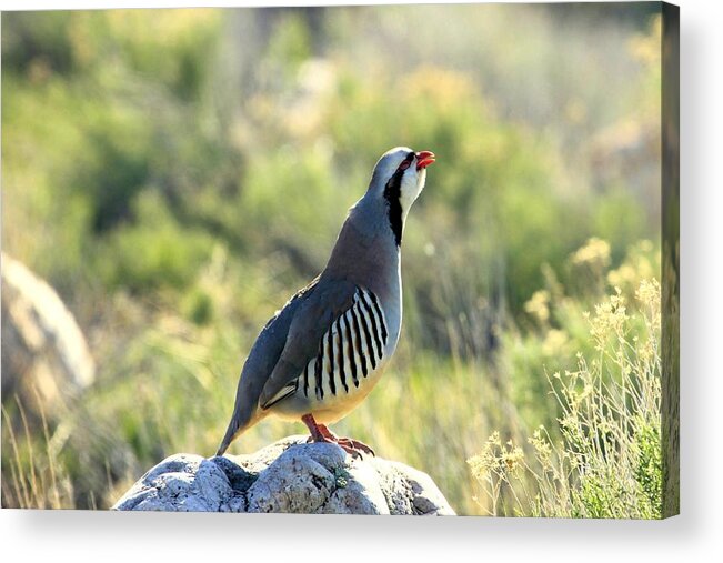 Chukar Acrylic Print featuring the photograph Chukar Crow by Roxie Crouch