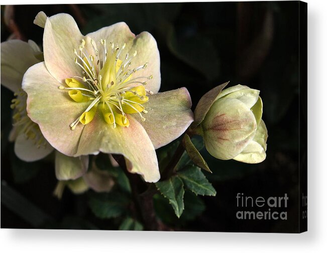 Helleborus Acrylic Print featuring the photograph Cinnamon Snow by Byron Varvarigos