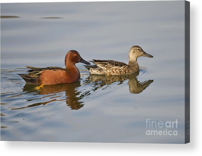 Cinnamon Teal Acrylic Print featuring the photograph Cinnamon Teal Pair by Anthony Mercieca