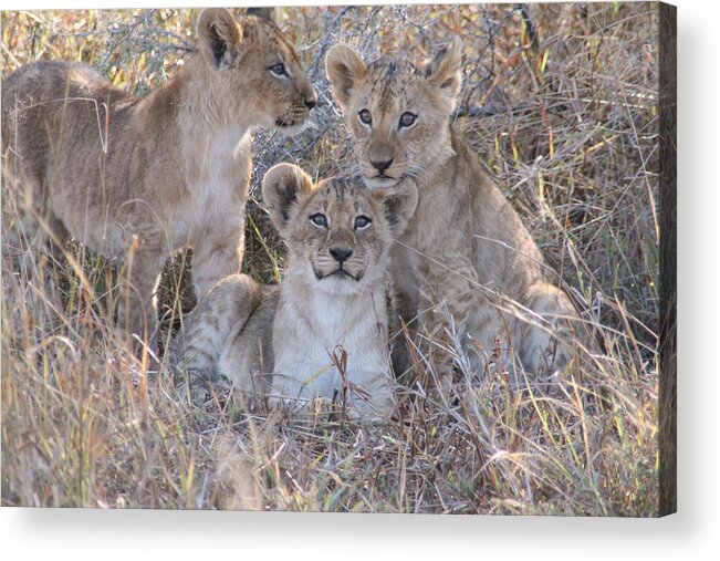 Lion Cubs Botswana Africa Acrylic Print featuring the photograph Curious Lion Cubs by Nancy Dunivin