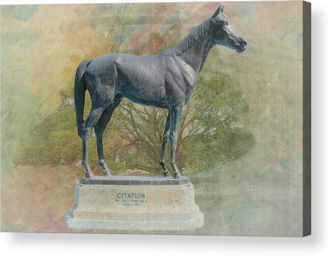 Thoroughbred. Horse Acrylic Print featuring the photograph Citation thoroughbred by Rudy Umans
