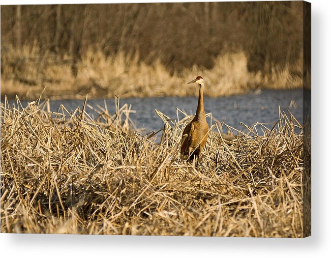 Crane Acrylic Print featuring the photograph Claiming a Nest Site by Theo OConnor