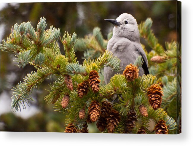 Clark's Nutcracker Acrylic Print featuring the photograph Clark's Nutcracker in Pine Tree by Natural Focal Point Photography