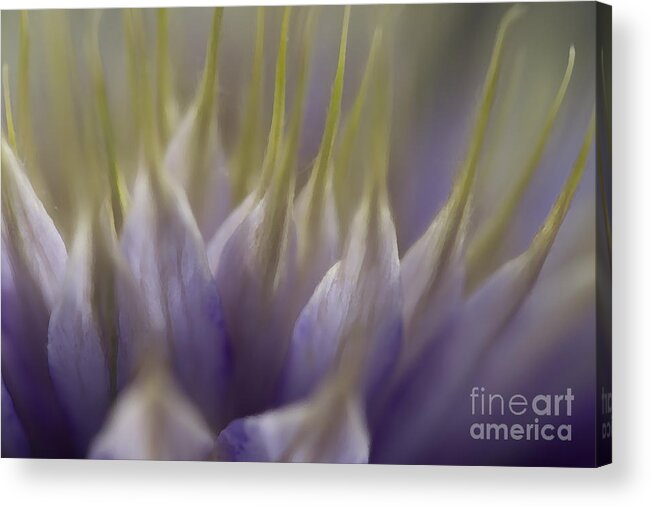 Clematis Acrylic Print featuring the photograph Clematis Study 3 by Jeanette French