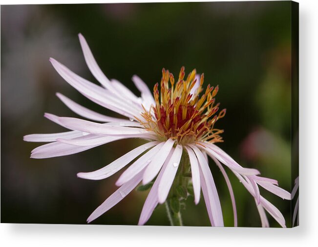 Climbing Aster Acrylic Print featuring the photograph Climbing Aster by Paul Rebmann