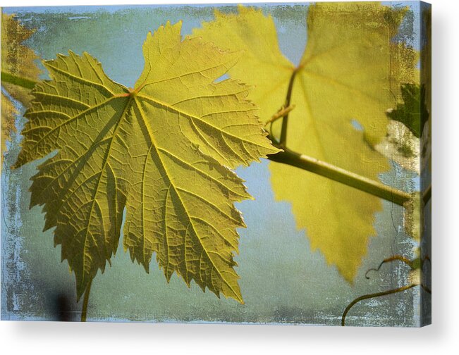 Grape Vine Leaves Acrylic Print featuring the photograph Clinging To The Vine by Fraida Gutovich