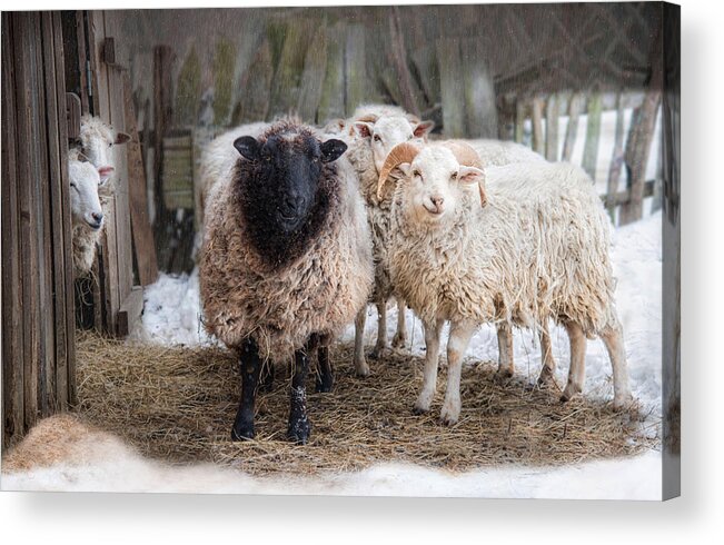 Sheep Acrylic Print featuring the photograph Close Knit by Robin-Lee Vieira