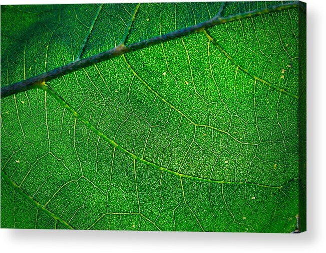 Leaf Acrylic Print featuring the photograph Close Leaf by Rick Bartrand