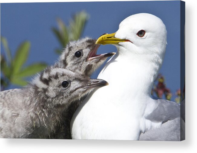 Hungry Acrylic Print featuring the photograph Close Up Of A Mew Gull With Two Hungry by Ken Baehr