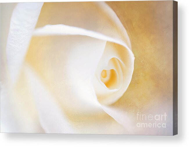 Close Up Acrylic Print featuring the photograph Close up of a white rose with texture by Jaroslaw Blaminsky