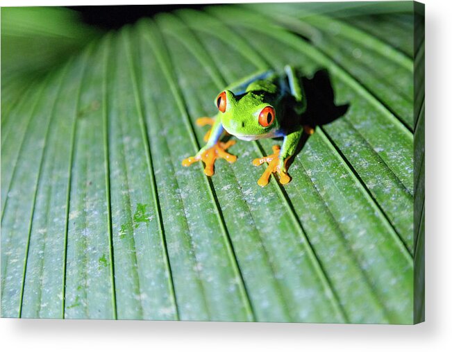 Tranquility Acrylic Print featuring the photograph Close Up Of Red Eyed Tree Frog, Costa by Matteo Colombo