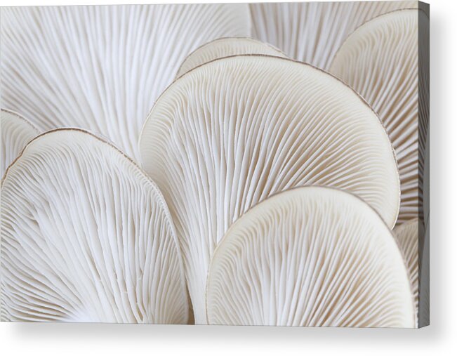 Edible Mushroom Acrylic Print featuring the photograph Close up of white colored Oyster mushroom by Alanphillips