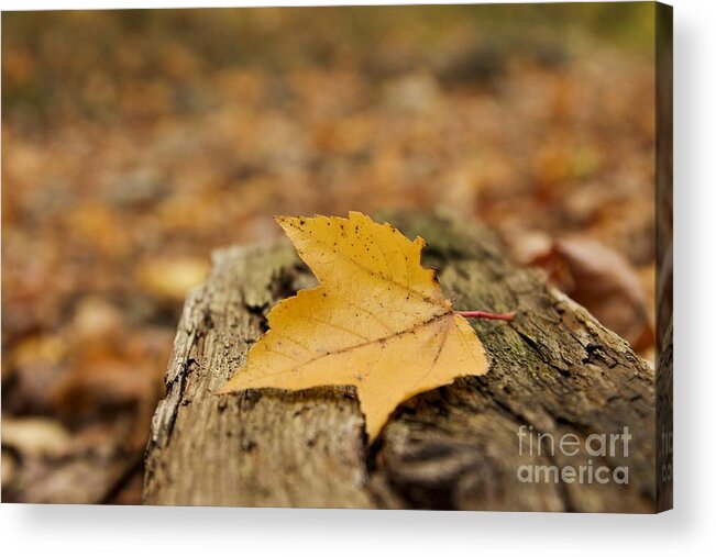  Log Acrylic Print featuring the photograph Closely Admired by Karin Pinkham