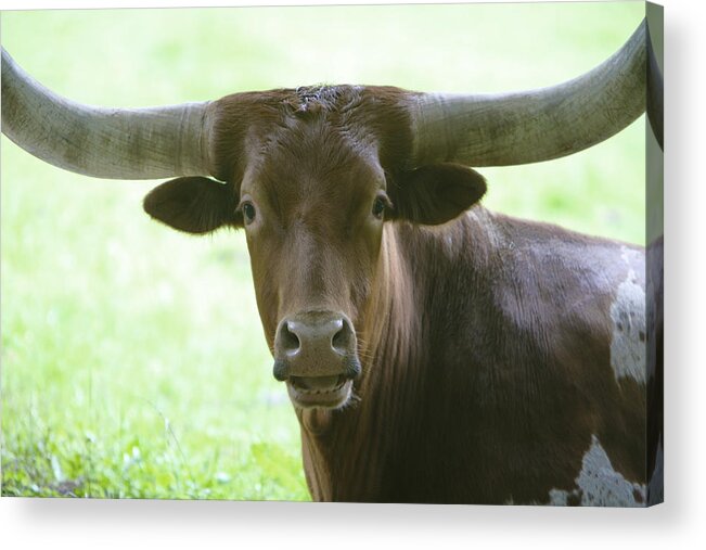 Cattle Acrylic Print featuring the photograph Closeup Texas Longhorn by Rich Collins