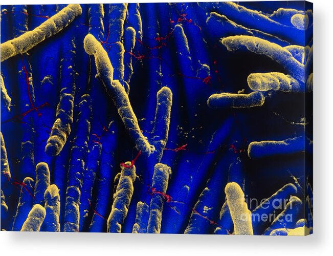Bacteria Acrylic Print featuring the photograph Clostridium Difficile Bacteria by David Phillips