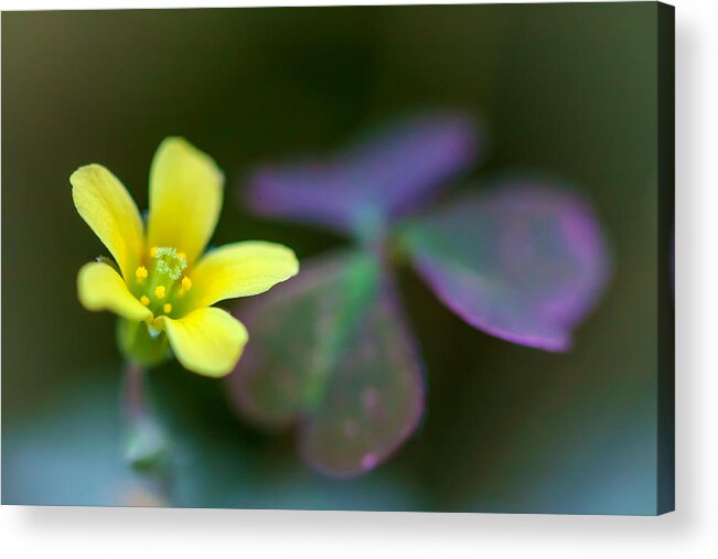 Nature Acrylic Print featuring the photograph Clover's Blossom by Jonathan Nguyen