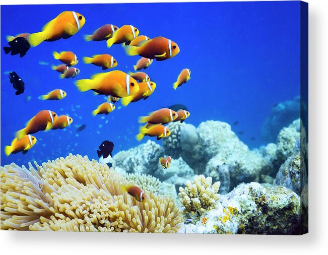 Underwater Acrylic Print featuring the photograph Clown Fish In Anemone by Cinoby